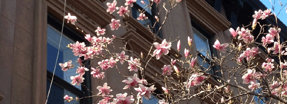 Urban Magnolias
