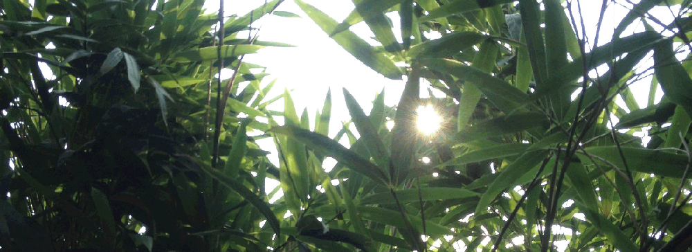 Sunny Bamboo